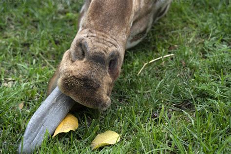 Giraffe tongue close up 17453527 Stock Photo at Vecteezy