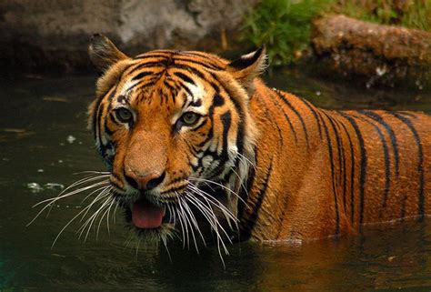 Malayan Tiger | The Life of Animals