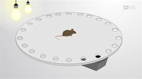 Barnes Maze: A Method For Assessing Spacial Learning and Memory in Lab ...