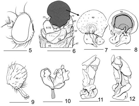 Cyamops crosbyi (New Zealand. North Island. AK: Cascade). 5 head, left... | Download Scientific ...