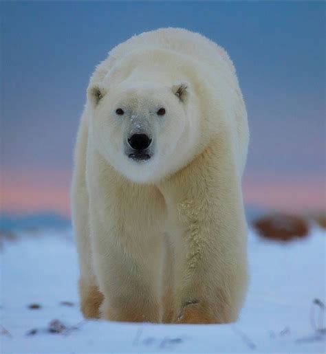 Nat Geo Wild HD on Instagram: “. Wapusk. Photography by @ (Robert Postma). Wapusk is the Cree ...