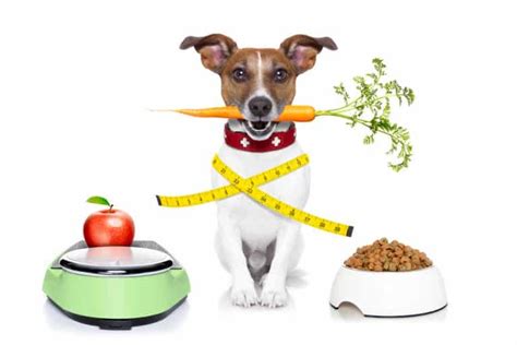 Low-Calorie Dog Food 101: Is It Best For Your Pet?