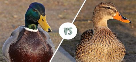 Male vs Female Mallard: Identifying the Differences (With Pictures) - Optics Mag