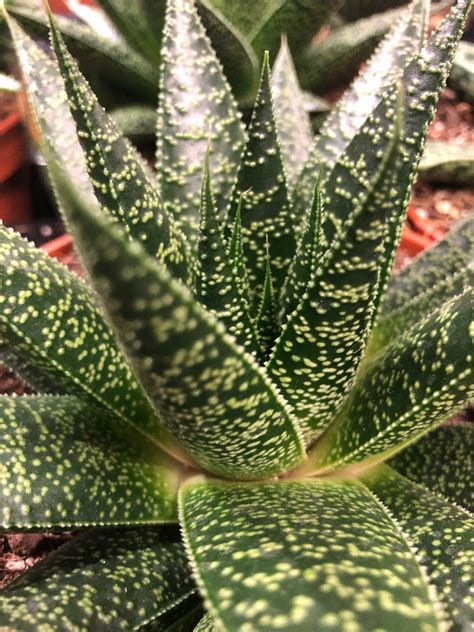 The COMPLETE Guide for Gasteria Succulents!