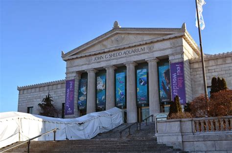 Visiting the Shedd Aquarium in Chicago | Shedd aquarium, Aquarium, Visiting