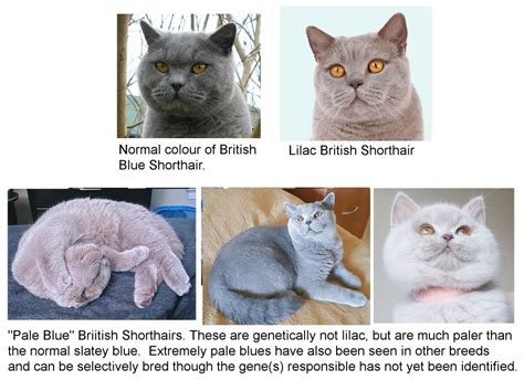 Pale Blue British Shorthairs | British shorthair cats lilac, Felted ...