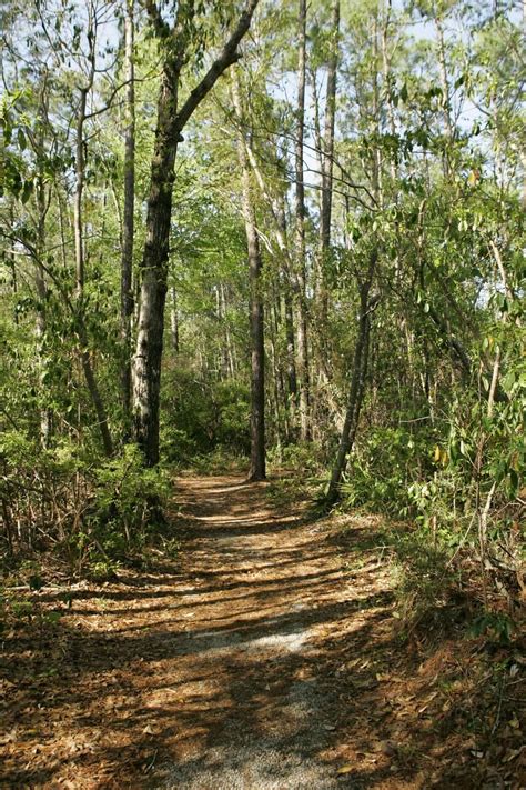 Free picture: forest, trail, road, forest