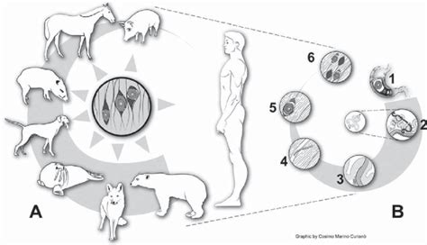 Life cycle of Trichinella spiralis Adapted from in Chapter 1 of the ...