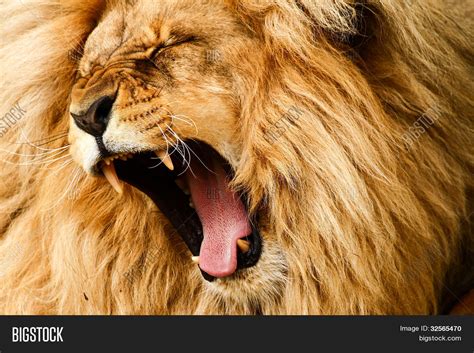 Lion Roar Image & Photo (Free Trial) | Bigstock