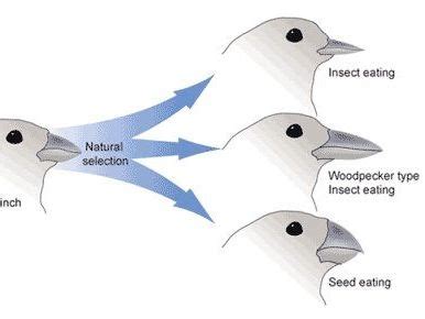 Massive bundle for speciation, gene flow, evolution and adaptations for ...