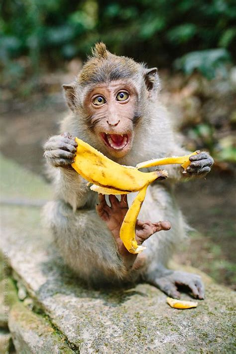 Expressive Monkey Eating Banana by Cameron Zegers - Monkey | Animals, Animals beautiful, Animal ...