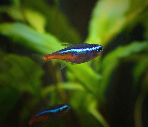 All About Neon Tetra: Care, Size and Tank Requirements