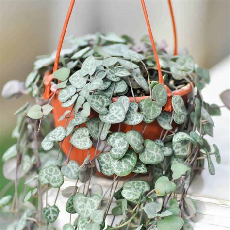 String of Hearts Care Guide: How to Help This Gorgeous Plant Thrive - No Boring Plants