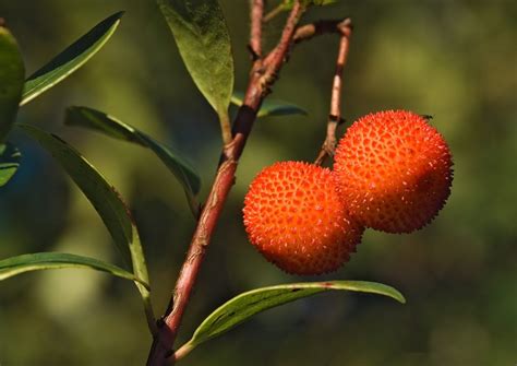 What Is A Strawberry Tree - Strawberry Tree Information And Care