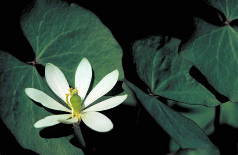 Free picture: twinleaf, plant, white flower, cassia, bauhinioides