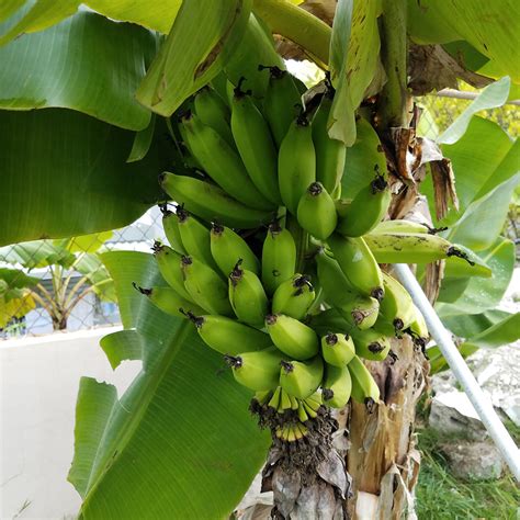 Puerto Rican Plantain Banana Trees for Sale – FastGrowingTrees.com