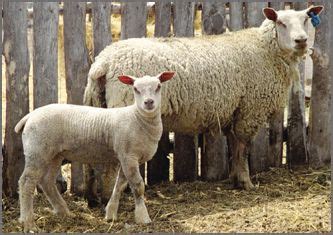 Charollais Sheep | Canadian Co-operative Wool Growers Limited