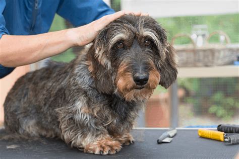 Long Haired Dachshund: Fun Facts, Health, Care, and Training Tips