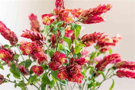 Growing the Justicia Brandegeana Shrimp Plant Indoors