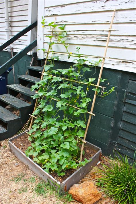 Honeydew Melon Vines on a Trellis | Vertical vegetable gardens, Diy garden trellis, Vegetable ...