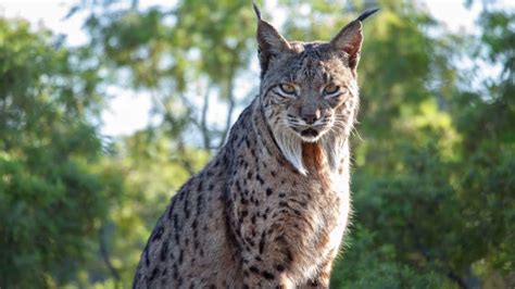 Reintroducing the Iberian Lynx, Europe's wildest cat | The Kid Should See This