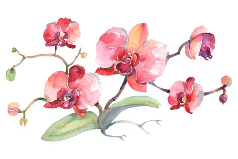 Branch of pink orchids Watercolor png (234050) | Illustrations | Design Bundles