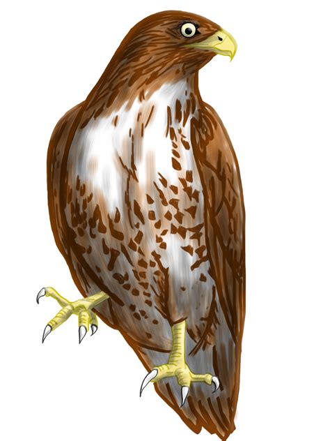 Download Cooper's Hawk clipart for free - Designlooter 2020 👨‍🎨