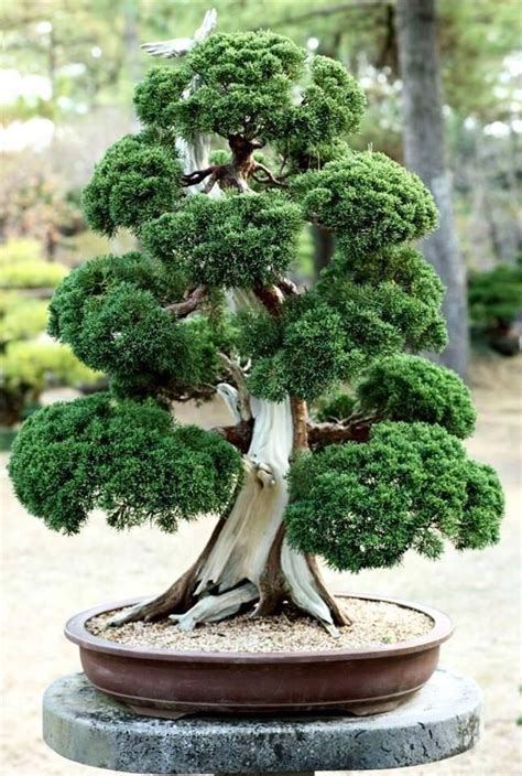 Bonsai Indoor Bonsai, Bonsai Plants, Bonsai Garden, Ikebana, Japanese ...