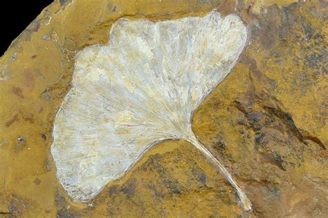 Top Quality, 4" Fossil Ginkgo Leaf From North Dakota - Paleocene (#130433) For Sale - FossilEra.com