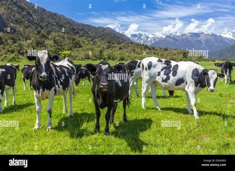 Dairy farm new zealand hi-res stock photography and images - Alamy