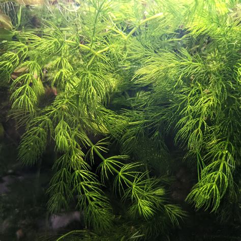 Hornwort | Windy City Aquariums