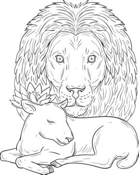 Lion Watching Over Sleeping Lamb Drawing Artwork Illustration Sheep ...