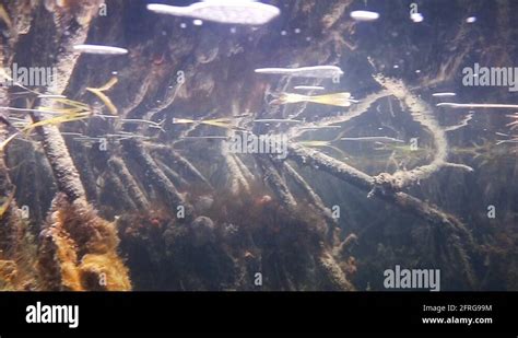 Underwater roots in mangrove Stock Video Footage - Alamy