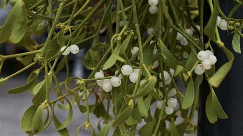 Mistletoe exhibits unique, stunning biological property