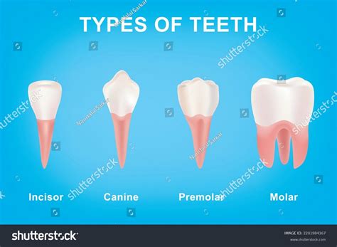 Canine Teeth Human