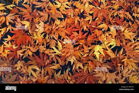 Leaves chinar leaves hi-res stock photography and images - Alamy