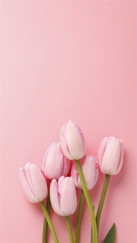 + spring for your phone and, Pink Tulip HD phone wallpaper | Pxfuel