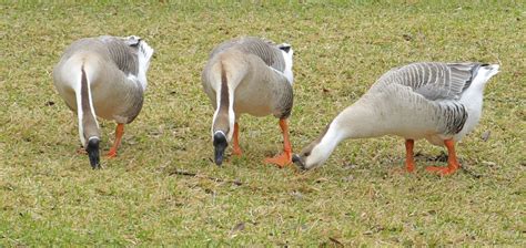 Three Feeding Canadian Geese Free Stock Photo - Public Domain Pictures