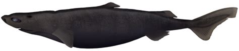 Velvet Dogfish - Zameus squamulosus | Marinewise