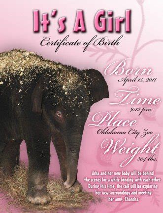 Baby Elephant Names - The Lost Ogle