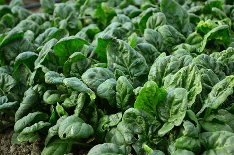 Bloomsdale Long Standing Spinach Seeds - Heirloom – Hometown Seeds