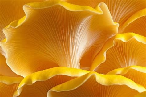 12 of the Best Edible Mushrooms that You can Grow at Home - Garden and Happy