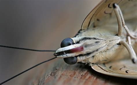 Gray moth, insect, mustache, eyes, close-up, HD wallpaper | Wallpaperbetter