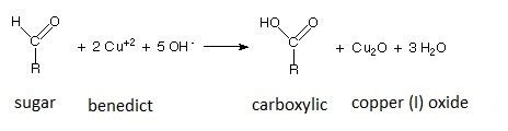 Benedict’s Test for Monosaccharides and Reducing Sugars - edubio.info