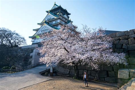 Where to See Cherry Blossoms in Osaka in 2024