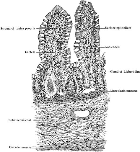 Transverse Section of Villi of Small Intestine | ClipArt ETC