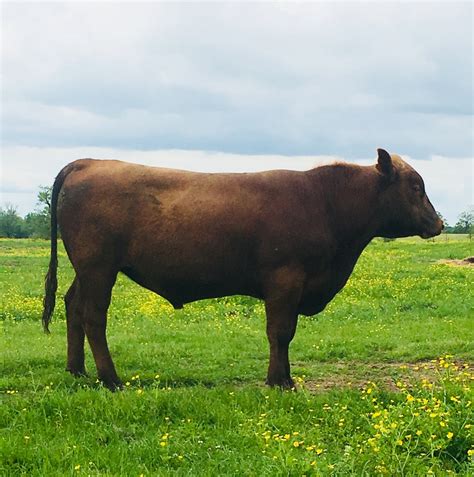 6 - 18-24 Month old Red Angus Bulls - Texas