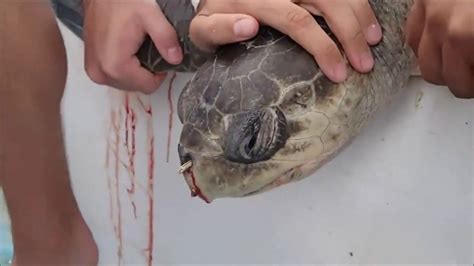 Sea turtles are being found with plastic straws stuck up their noses ...