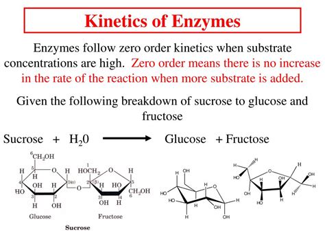 PPT - Enzyme Kinetics I PowerPoint Presentation, free download - ID:3091619