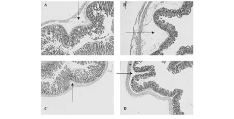 Histopathological aspect of colon (A and C) and cecum (B and D) from ...